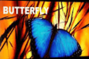 SMB – Broken Wing Butterfly Master Track Series