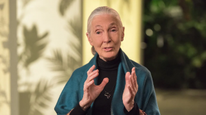 Masterclass - Dr. Jane Goodall Teaches Conservation