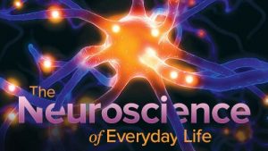 TTC - Neuroscience of Everyday Life