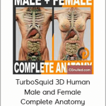TurboSquid 3D Human Male and Female Complete Anatomy