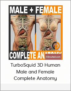 TurboSquid 3D Human Male and Female Complete Anatomy