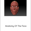 Uartsy – Anatomy Of The Face