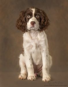 Carli Davidson – How To Photograph Pets in The Studio