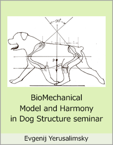 Evgenij Yerusalimsky - BioMechanical Model and Harmony in Dog Structure seminar