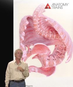 Tom Myers - The Science of Bodywork 2. Embryology of Fascia