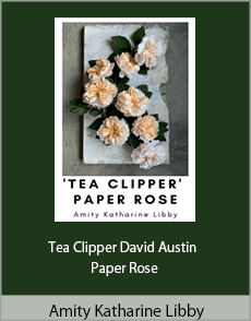 Amity Katharine Libby - Tea Clipper David Austin Paper Rose